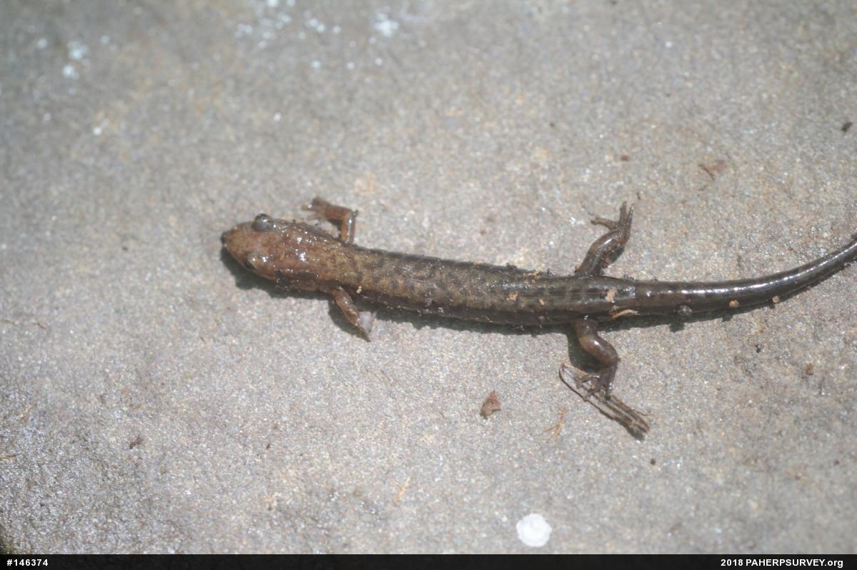 Allegheny Mountain Dusky Salamander