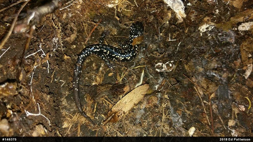 Northern Slimy Salamander