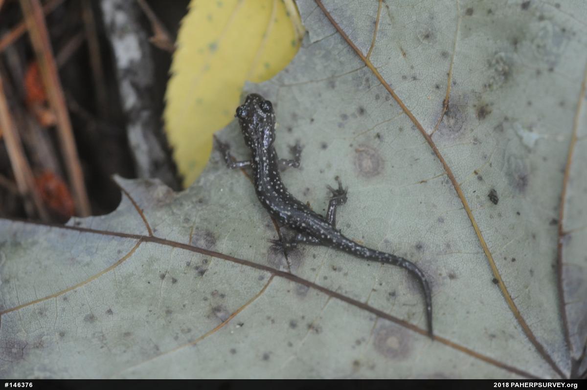 Northern Slimy Salamander