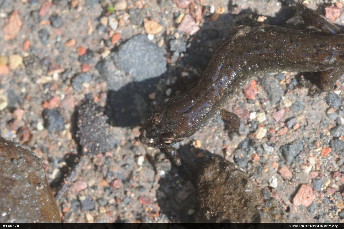 Northern Dusky Salamander