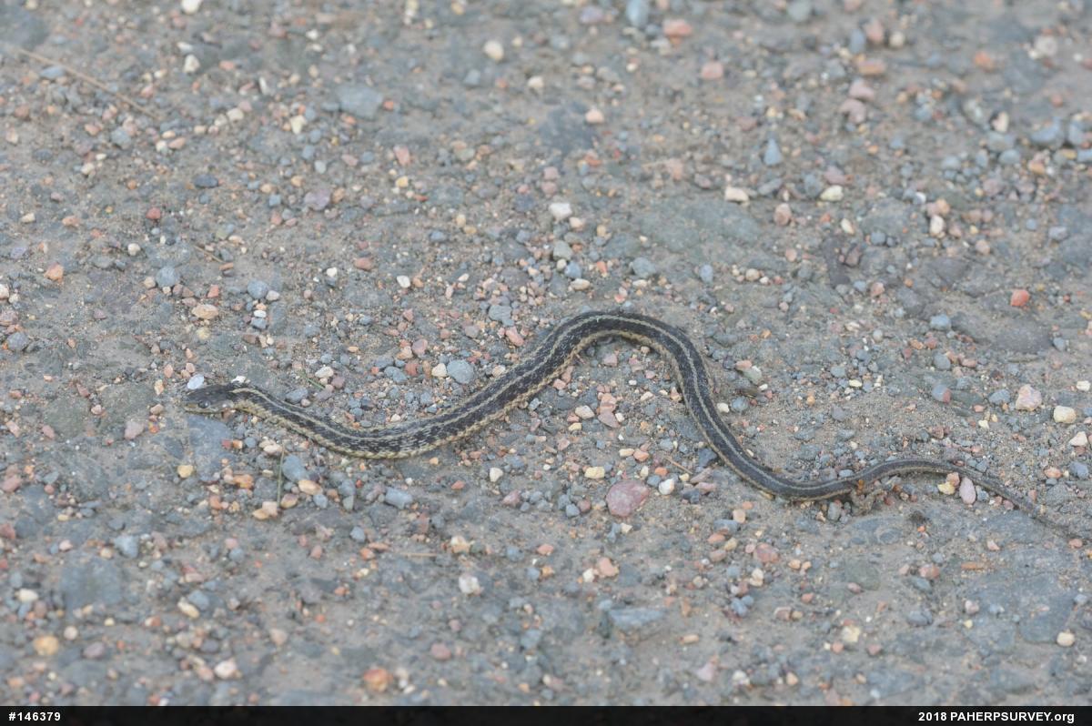 Eastern Gartersnake