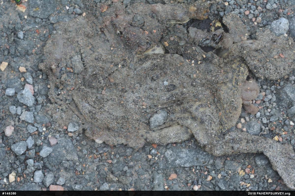 Eastern American Toad