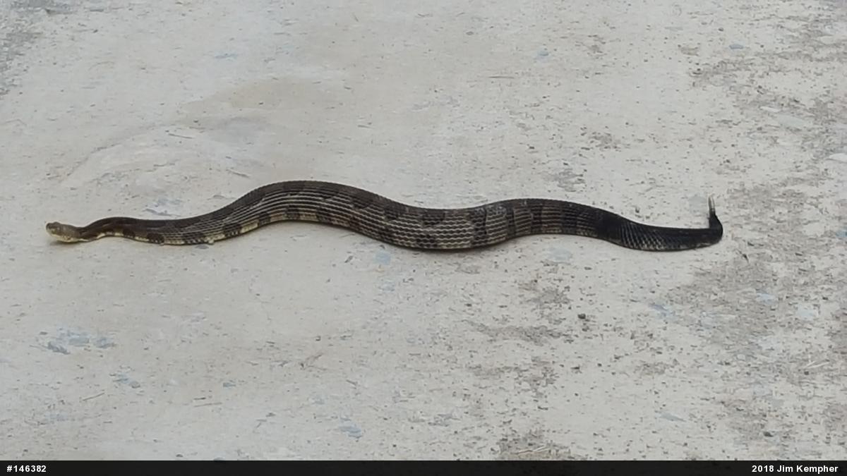 Timber Rattlesnake
