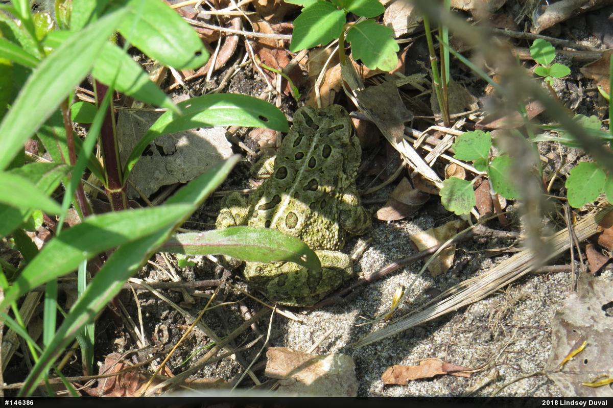 Fowler's Toad