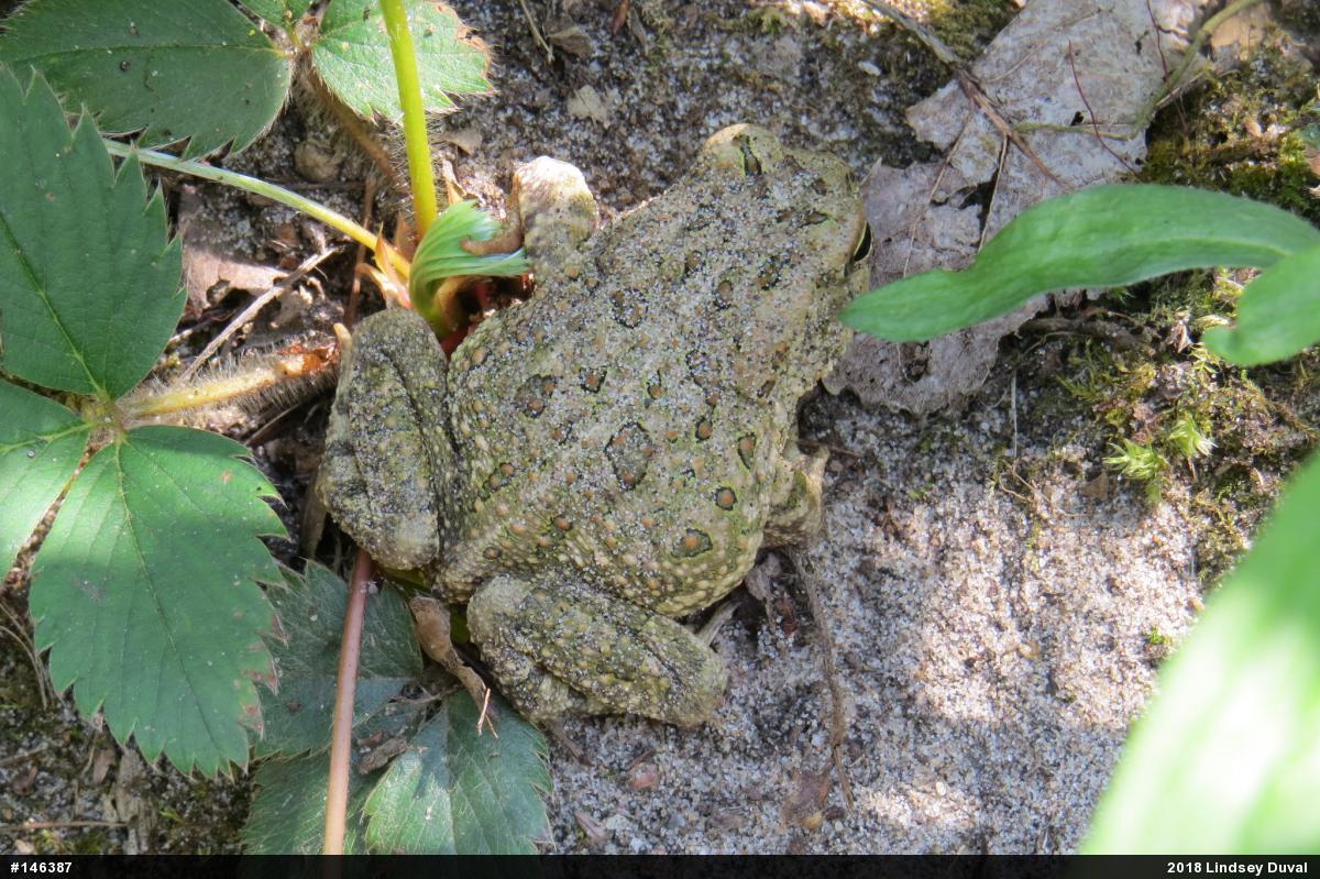 Fowler's Toad