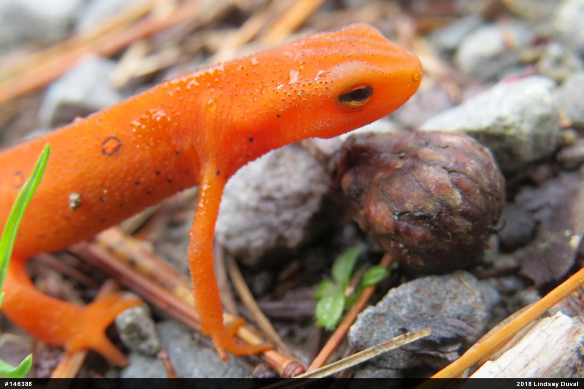 Red-spotted Newt