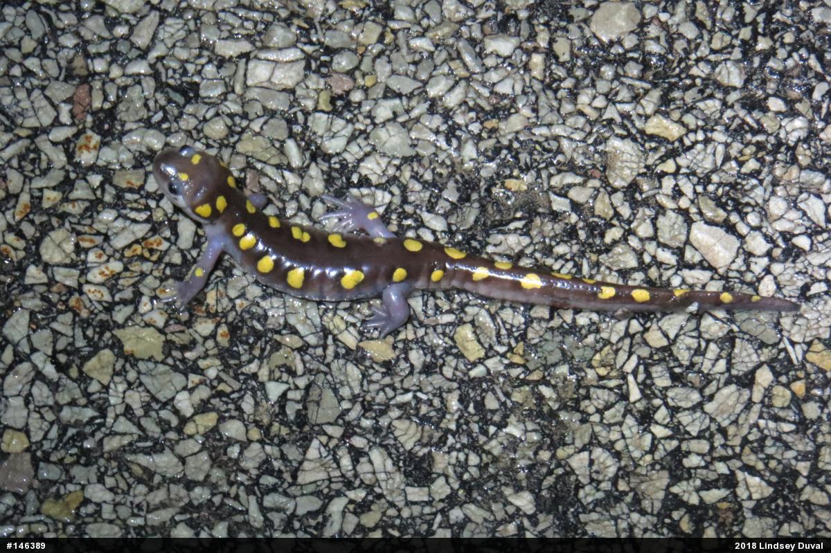 Spotted Salamander
