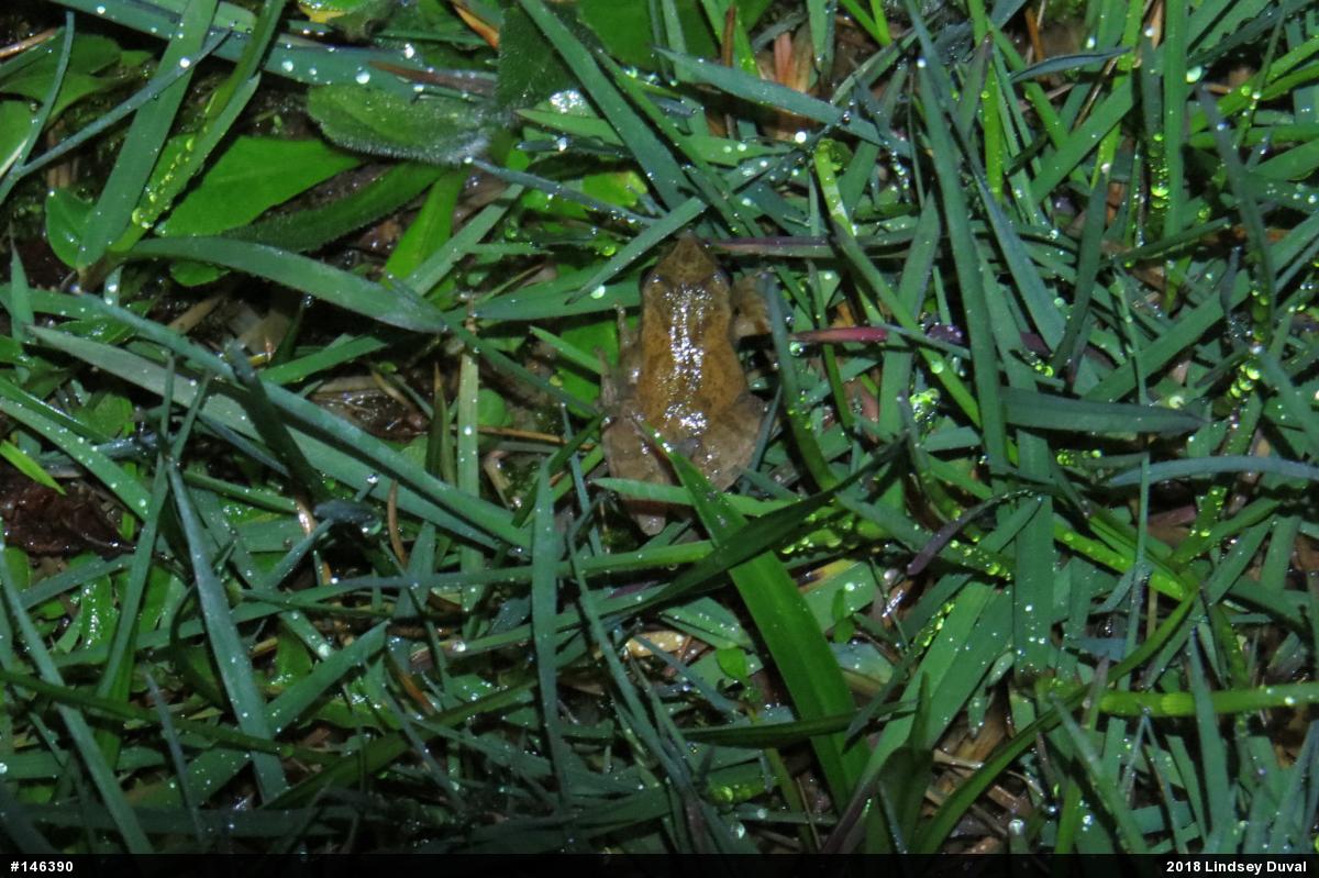 Spring Peeper