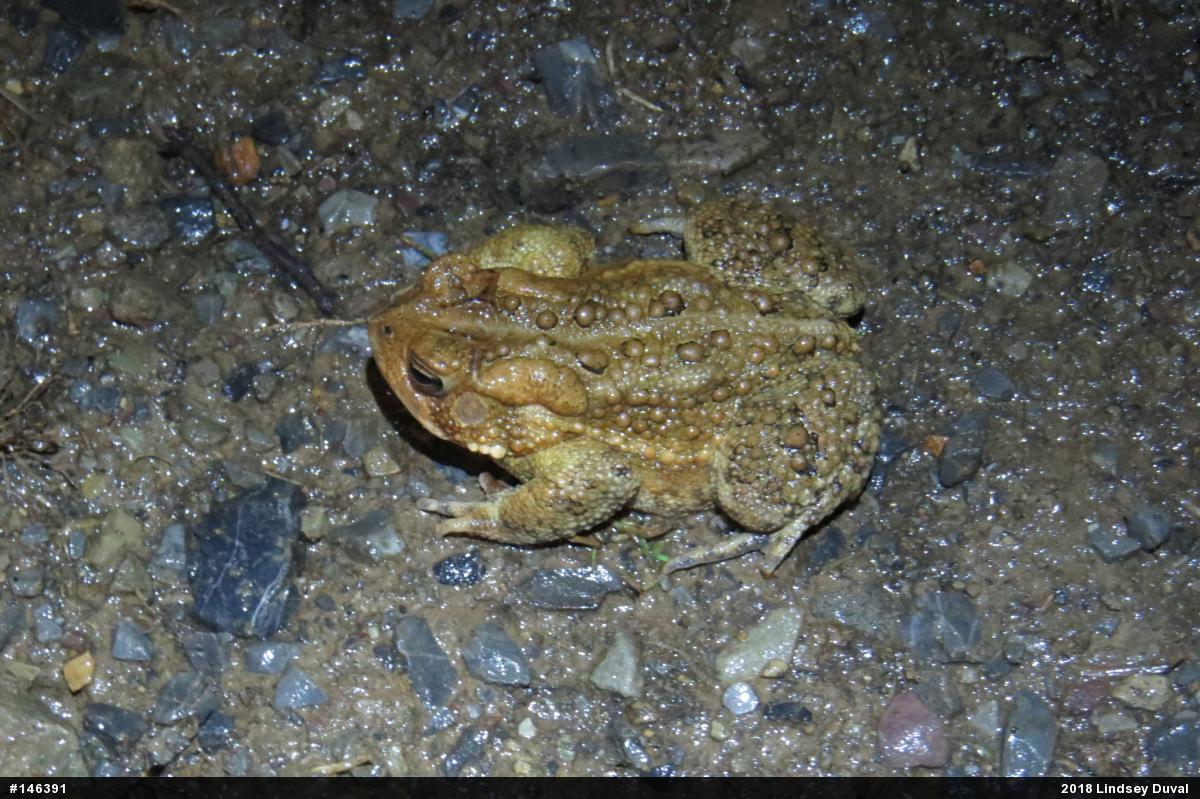 Eastern American Toad