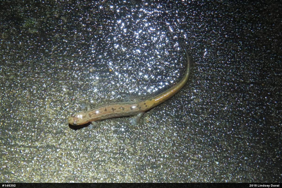 Northern Dusky Salamander