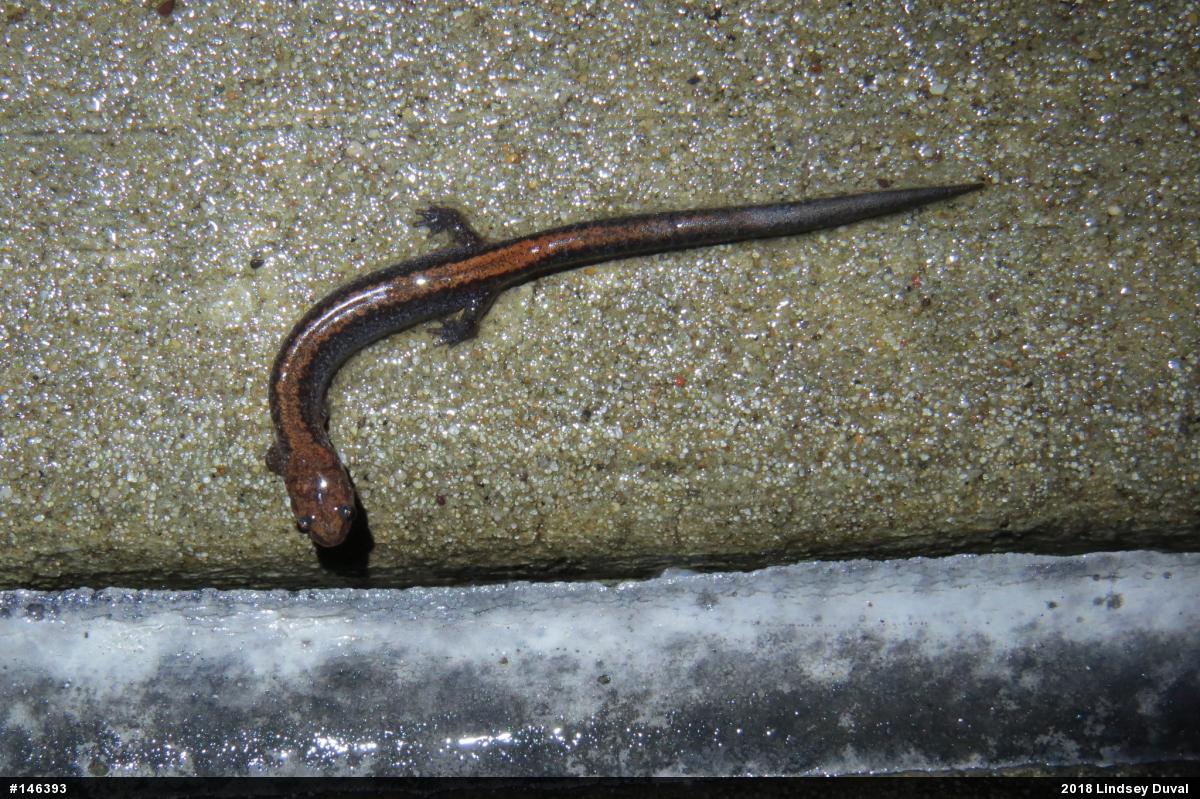 Eastern Red-backed  Salamander