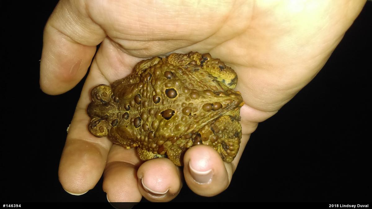Eastern American Toad