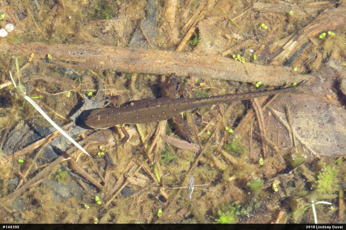 Red-spotted Newt
