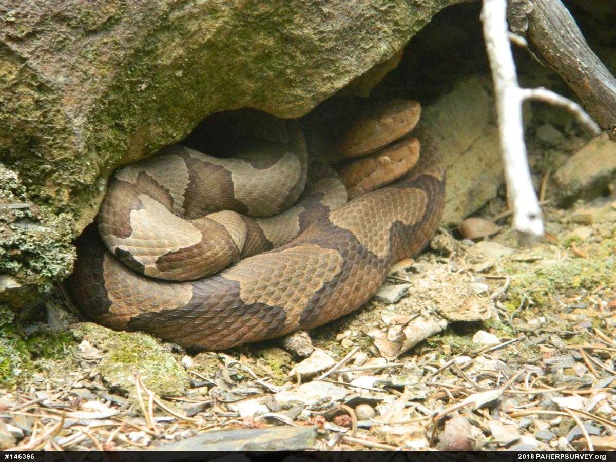 Northern Copperhead