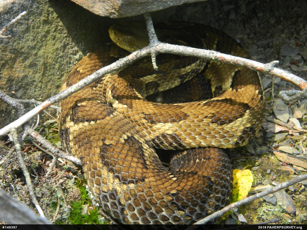 Timber Rattlesnake