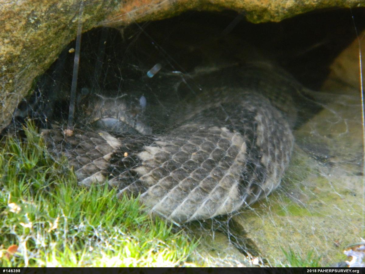 Timber Rattlesnake