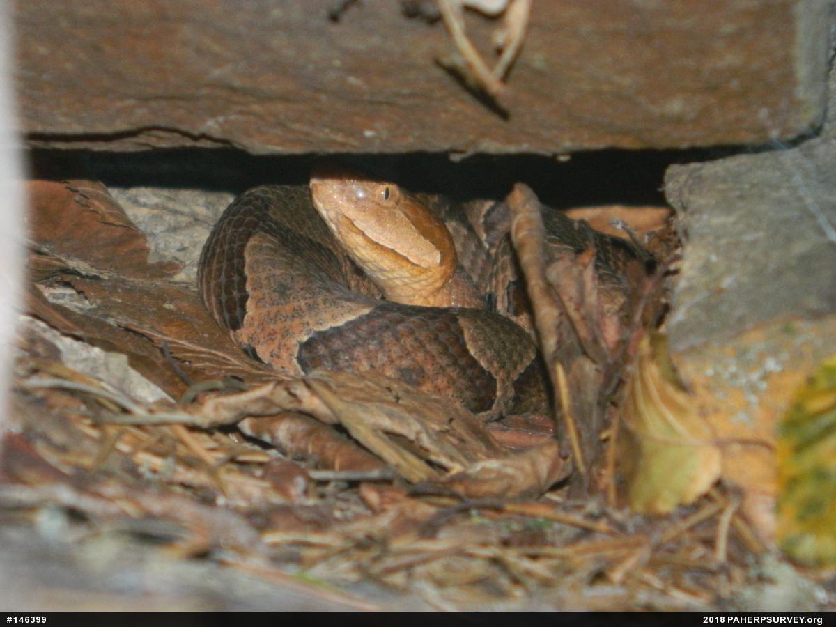 Northern Copperhead