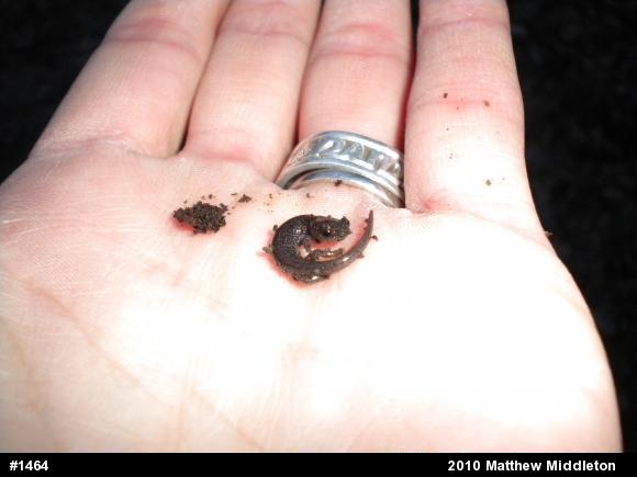 Valley And Ridge Salamander