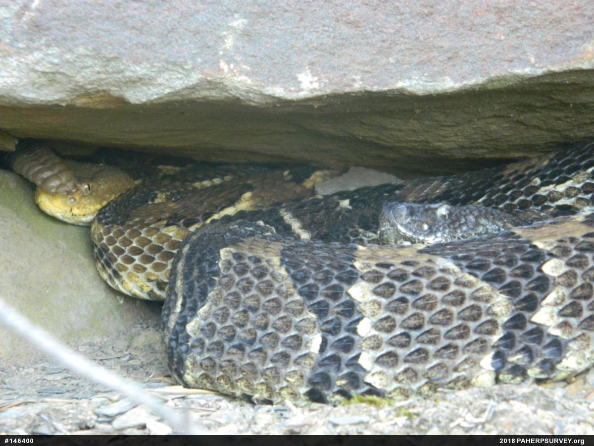 Timber Rattlesnake