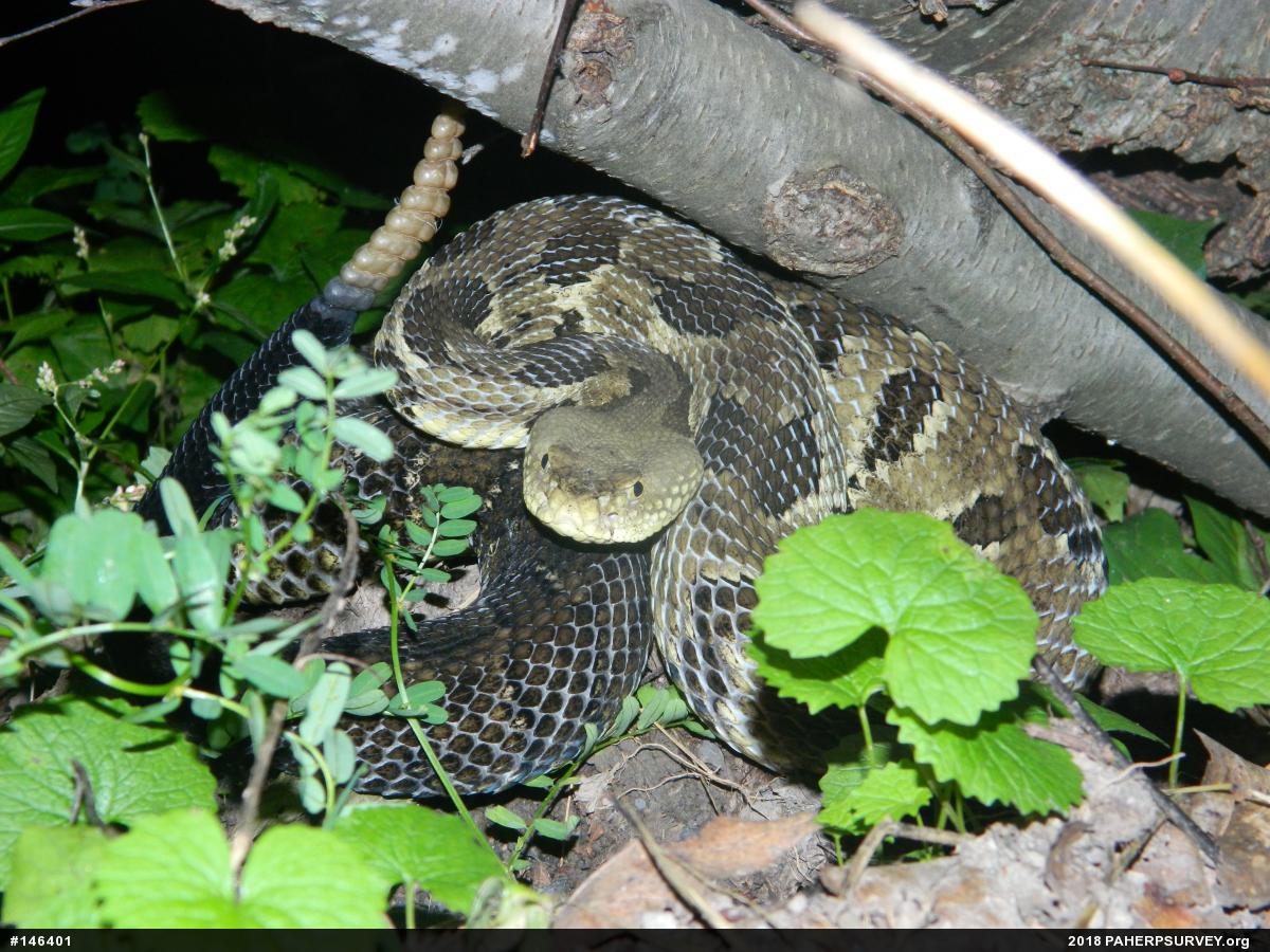 Timber Rattlesnake