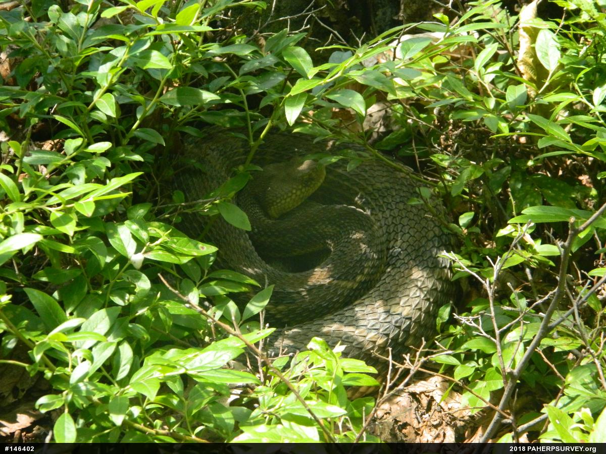 Timber Rattlesnake