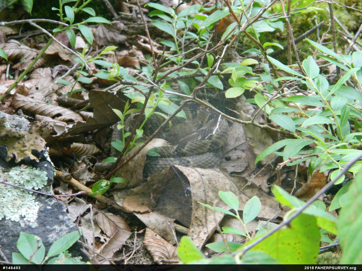 Timber Rattlesnake