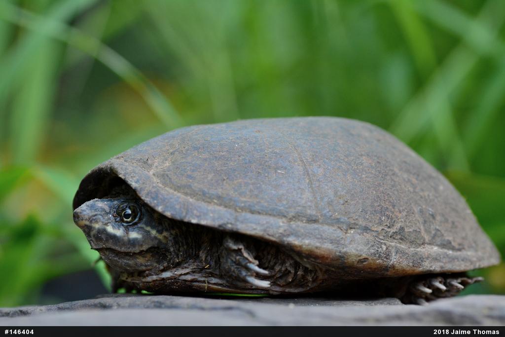 Eastern Musk Turtle