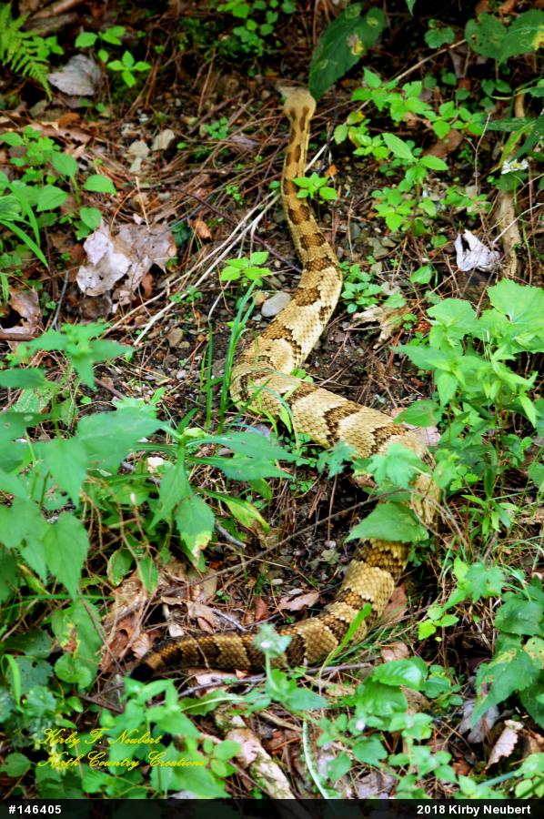 Timber Rattlesnake
