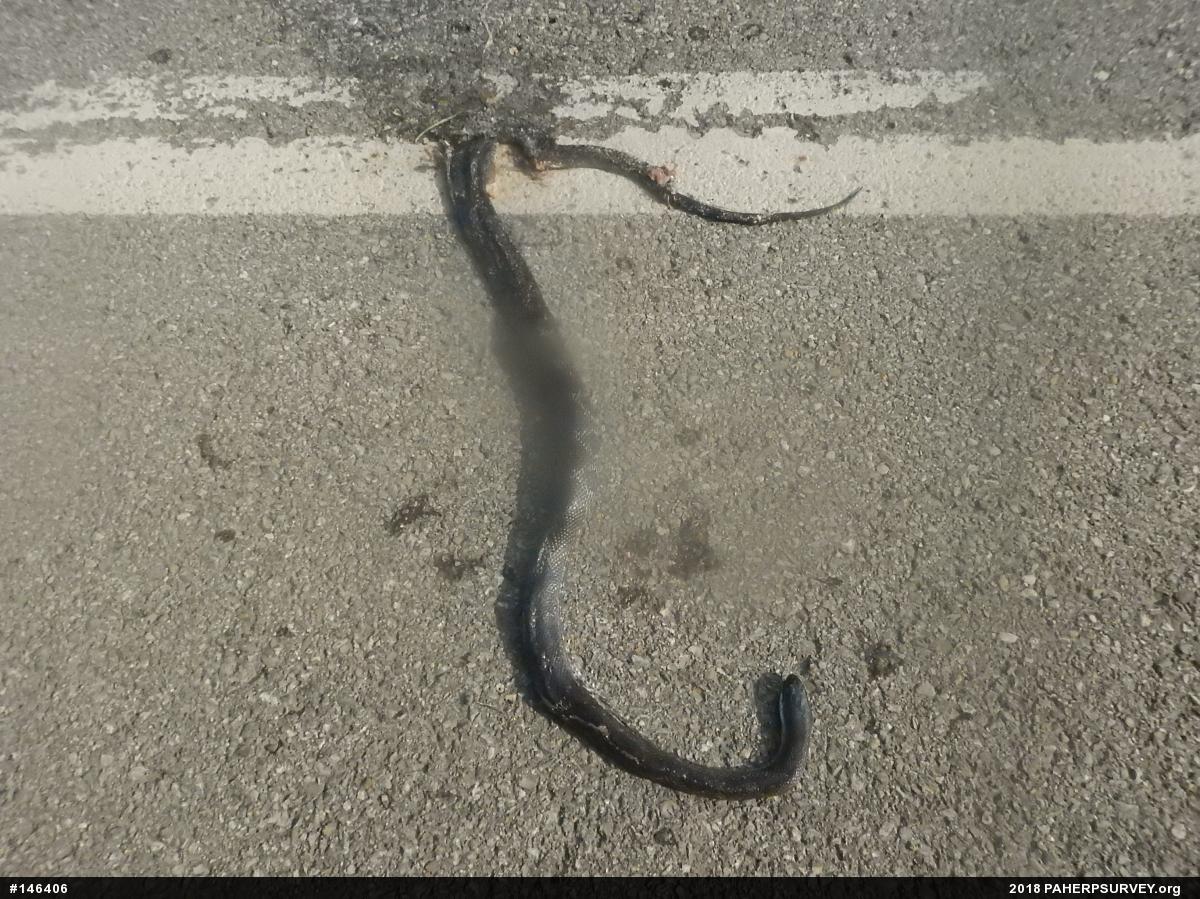 Eastern Ratsnake