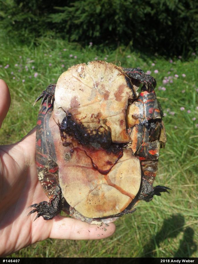 Painted Turtle