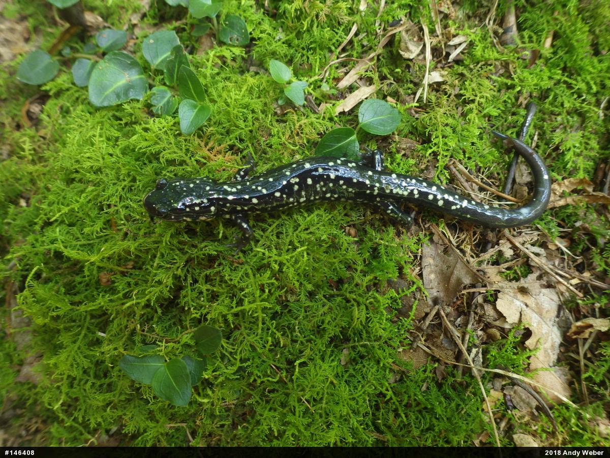 Northern Slimy Salamander