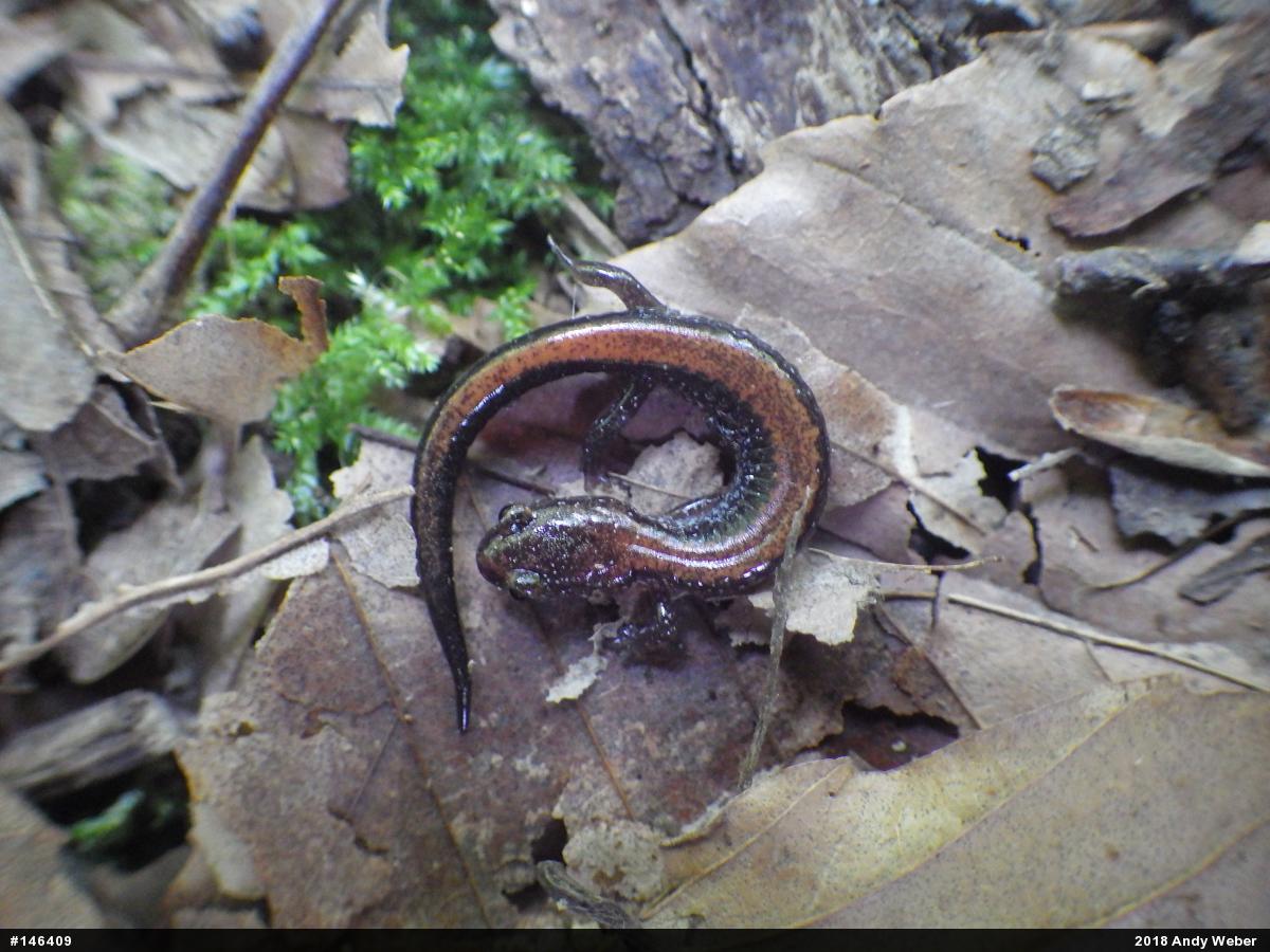 Eastern Red-backed  Salamander