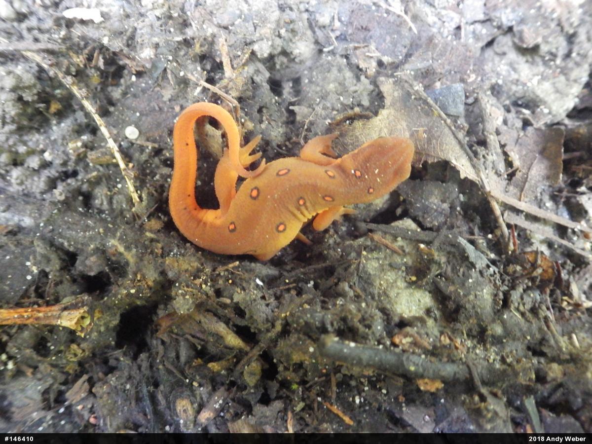 Red-spotted Newt
