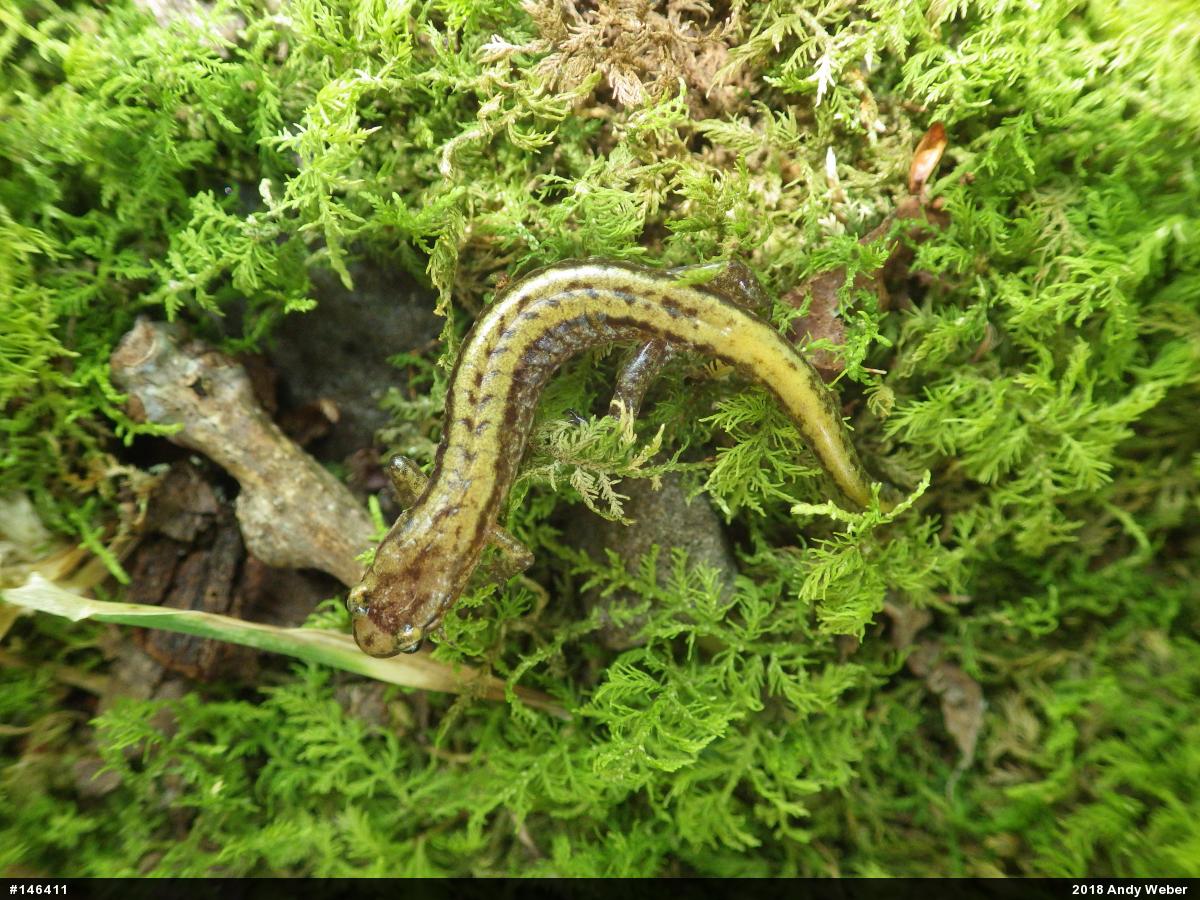 Allegheny Mountain Dusky Salamander