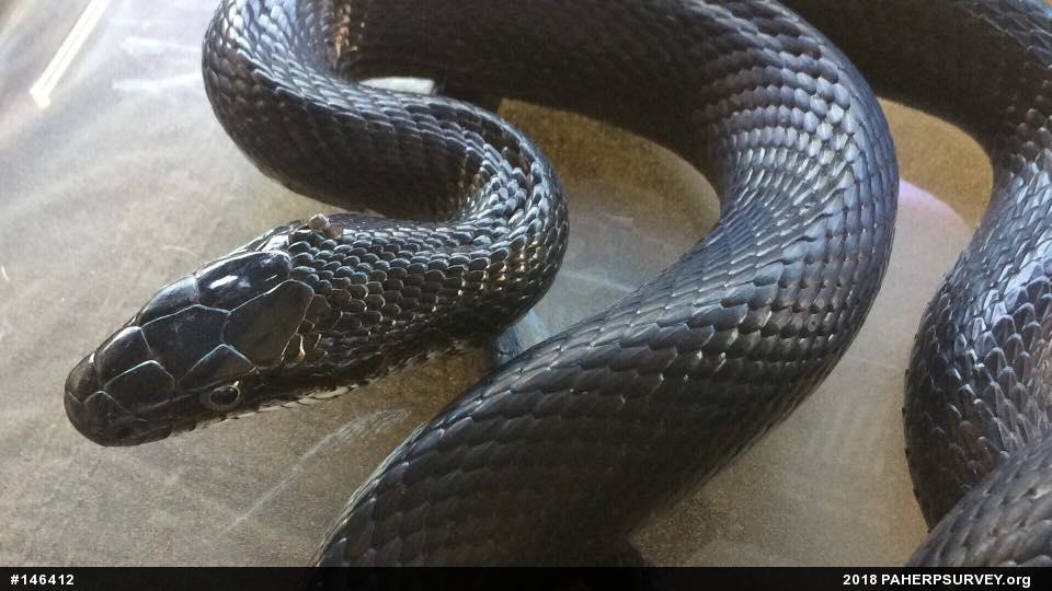 Eastern Ratsnake