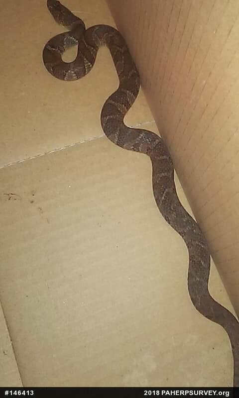 Northern Watersnake