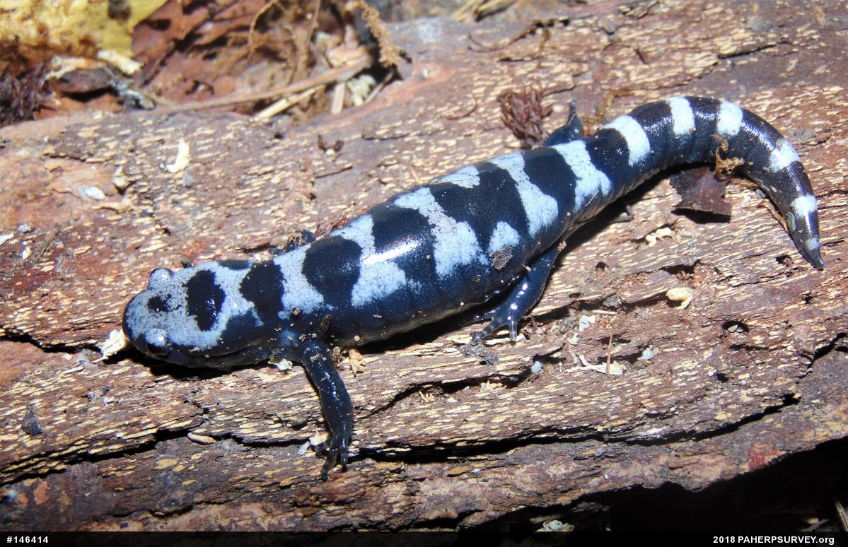 Marbled Salamander