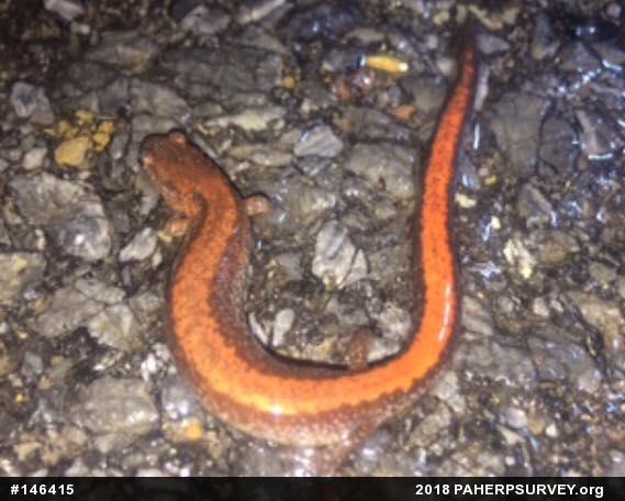Eastern Red-backed  Salamander