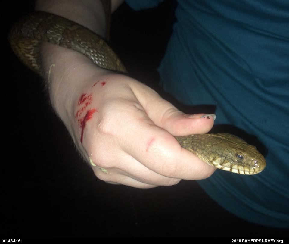 Northern Watersnake