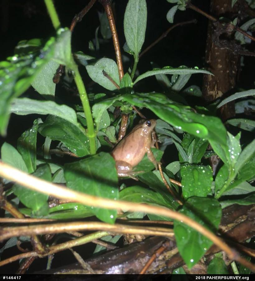 Spring Peeper