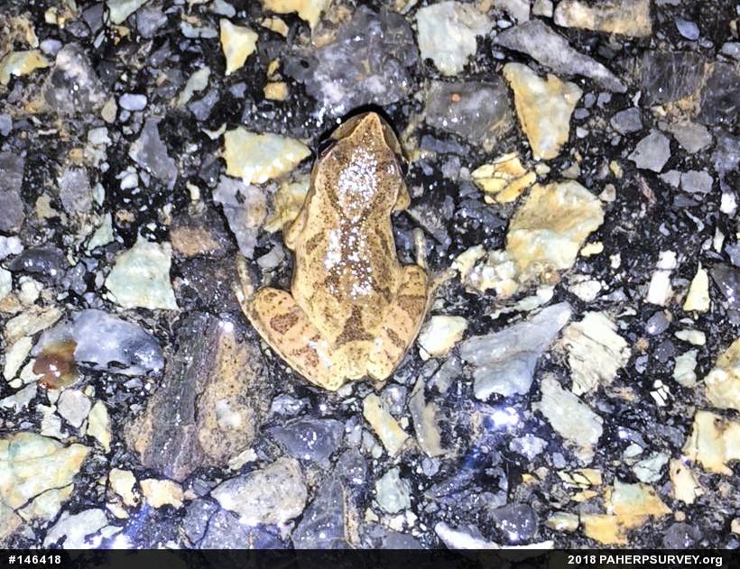 Spring Peeper