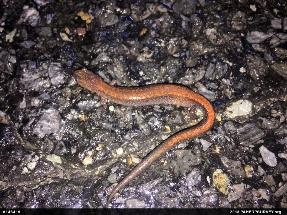 Eastern Red-backed  Salamander