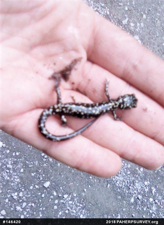 Northern Slimy Salamander