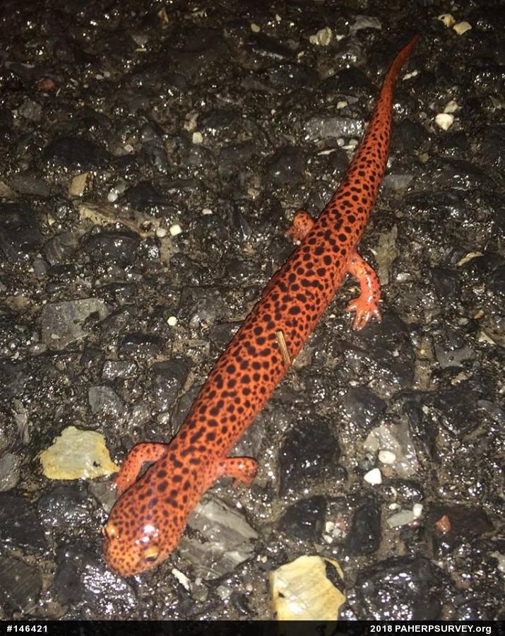 Northern Red Salamander