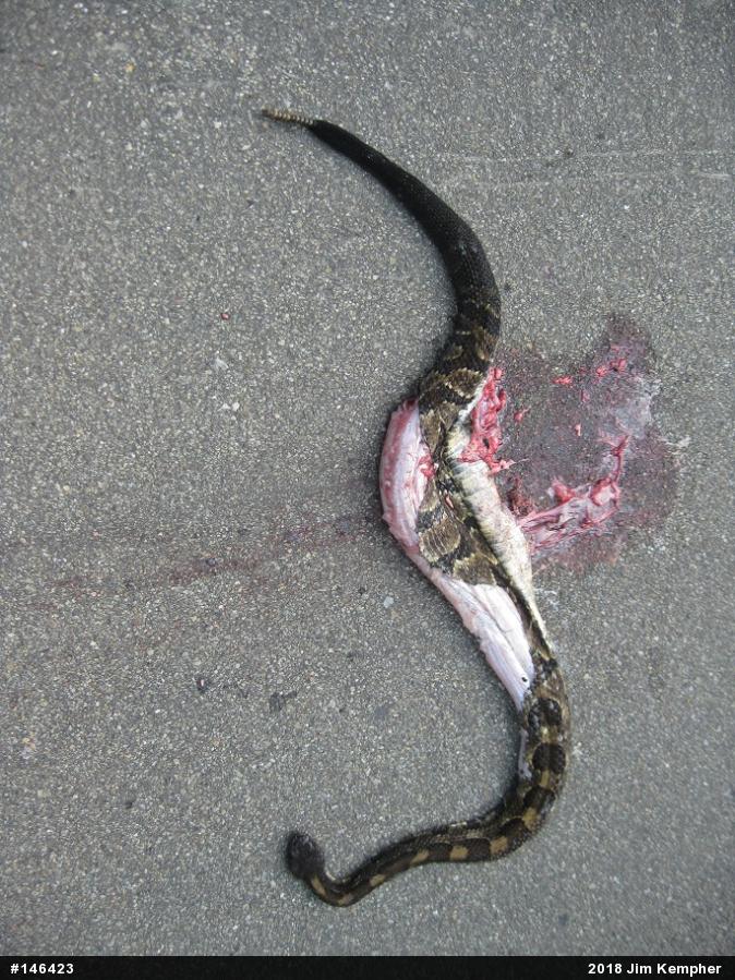 Timber Rattlesnake