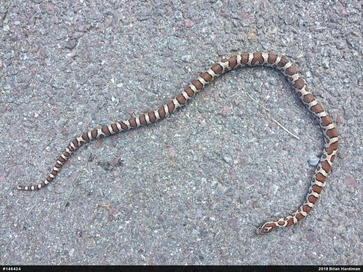 Eastern Milksnake