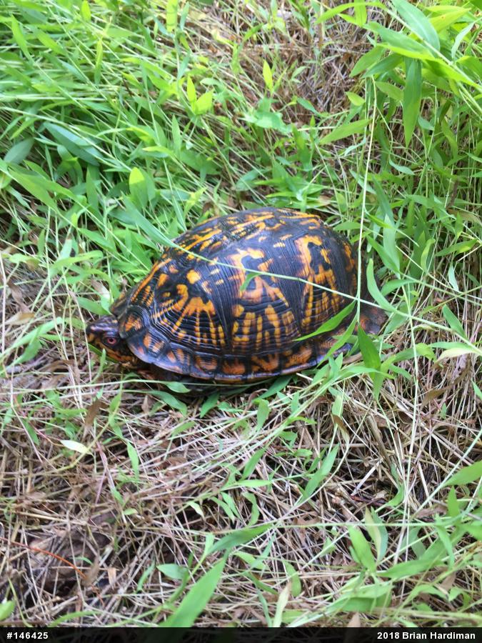 Eastern Box Turtle