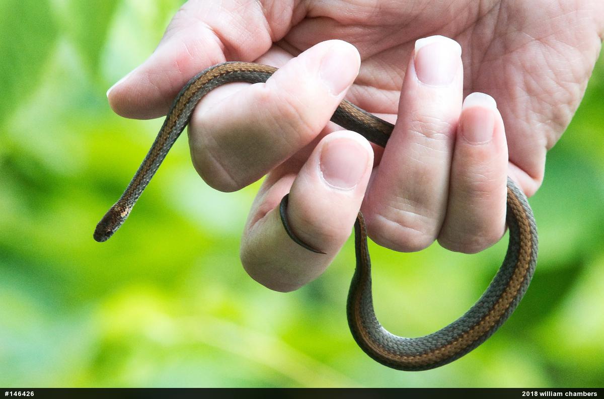 Red-bellied Snake