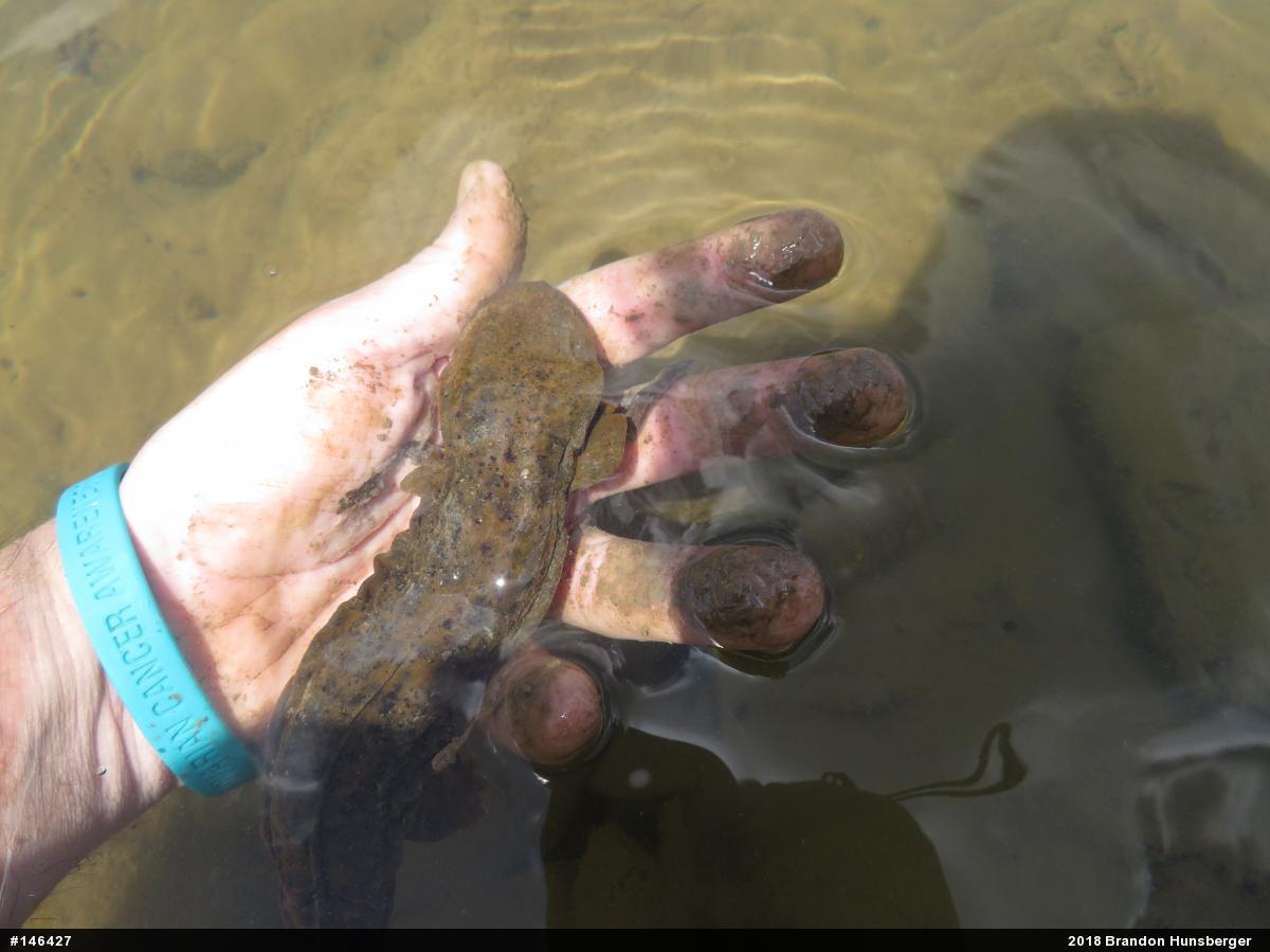 Eastern Hellbender
