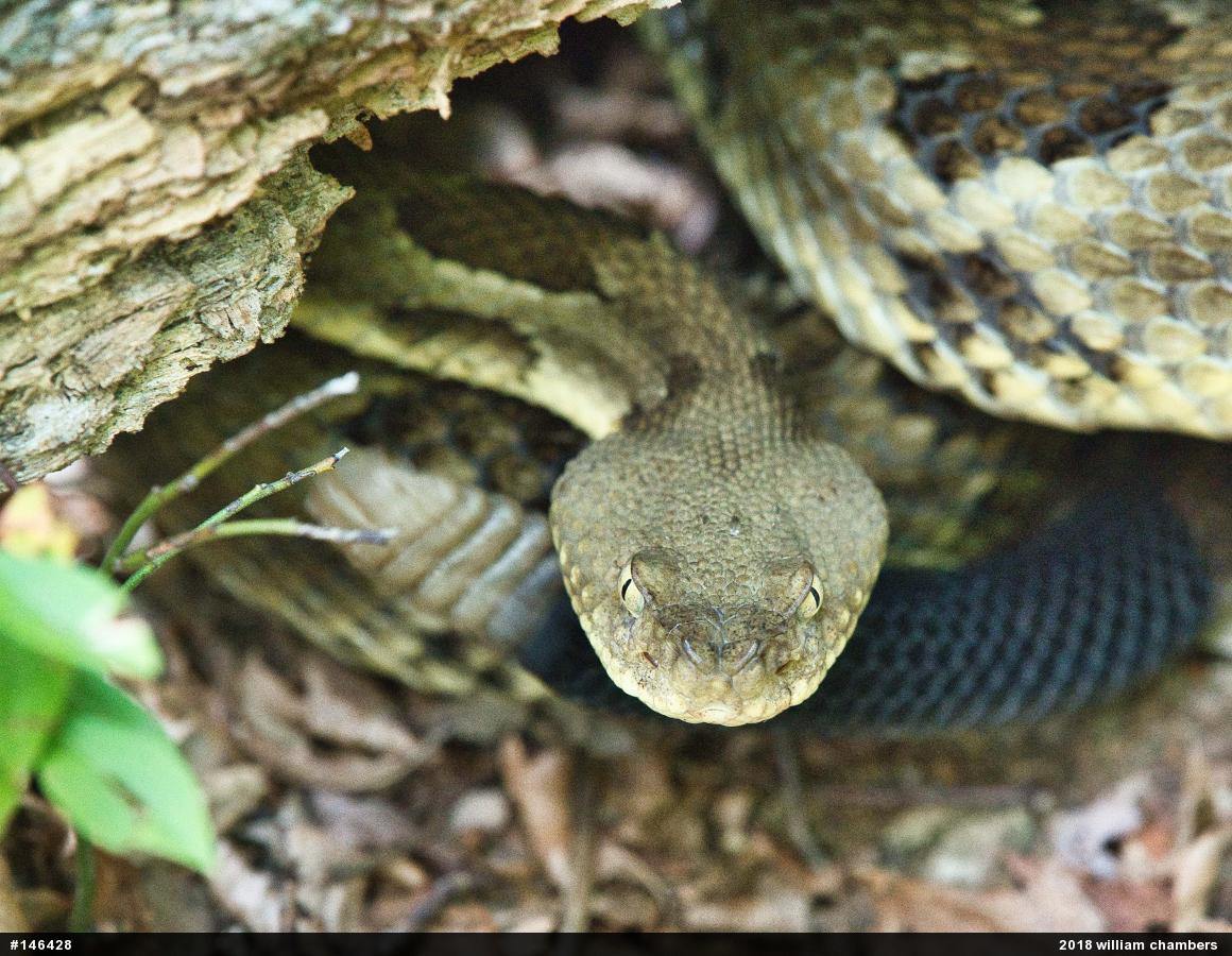 Timber Rattlesnake